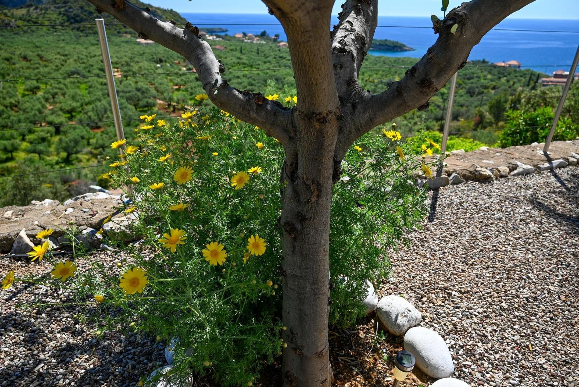 Athina'S Stone House In Kardamyli Villa Eksteriør billede