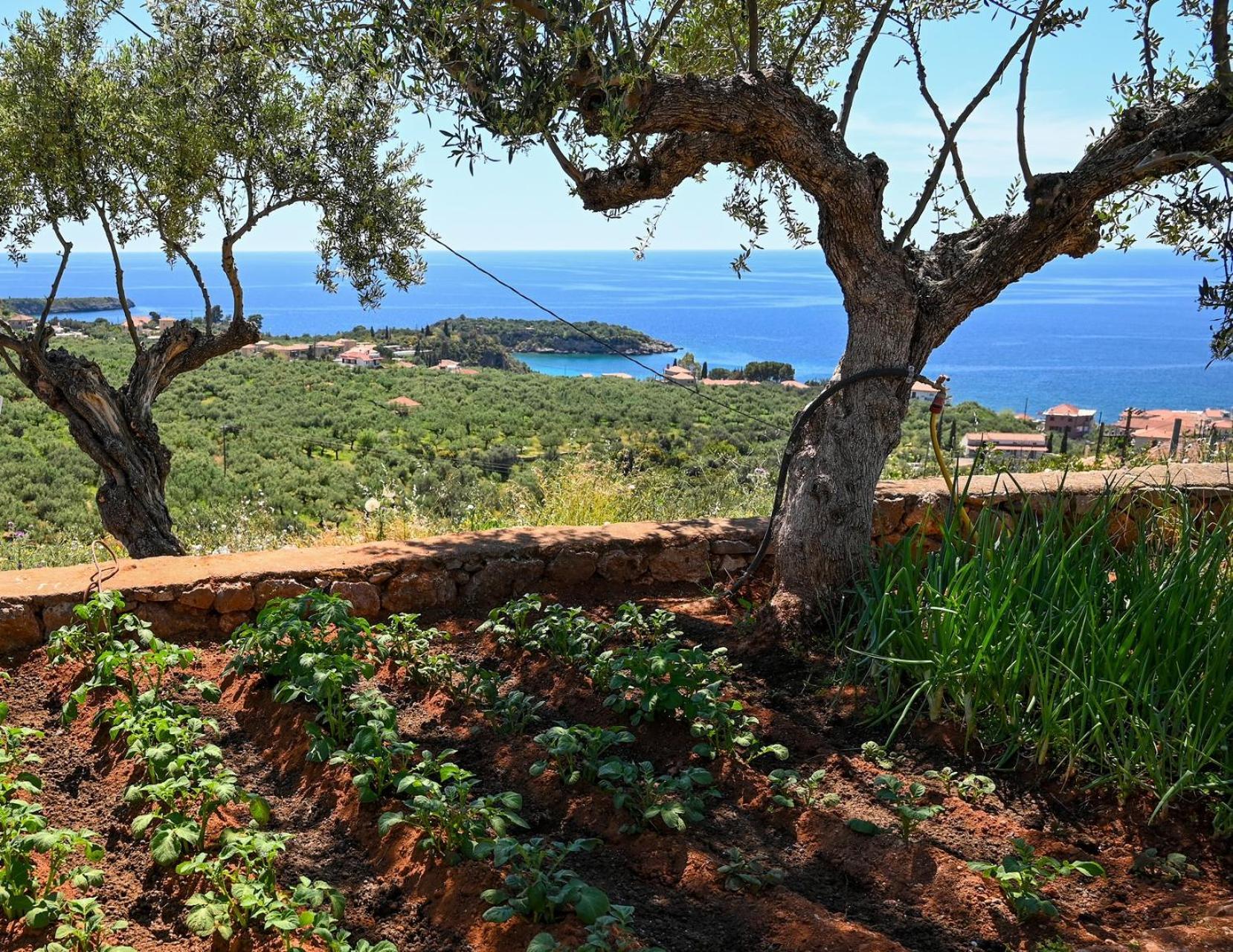Athina'S Stone House In Kardamyli Villa Eksteriør billede